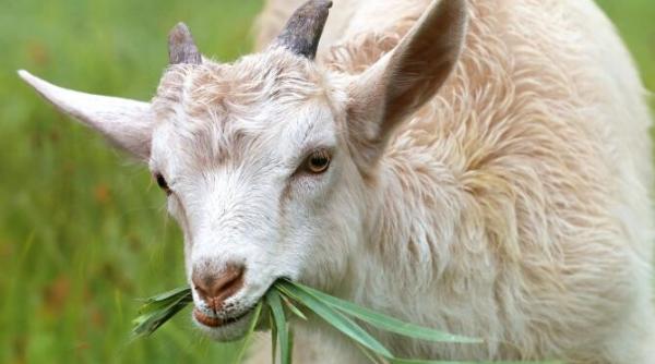 buruienile din parcurile din new york curatate de capre