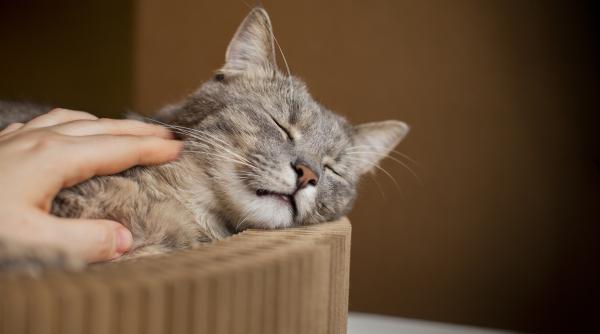 de ce pisicile miros bine afla cateva motive