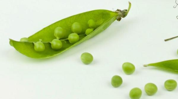 cercetatorii incep sa detoxifice latirul mazare otravitoare planta e rezistenta la seceta si are potential urias in contextul crizei climatice