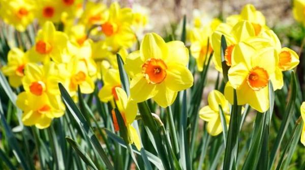 narcisele galbene ar putea reduce emisiile de metan ale vacilor cu 30prc