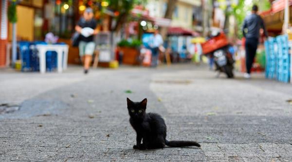 femeie amendata cu 12 000 de lei dupa ce a abandonat o pisica ranita intr o punga de plastic