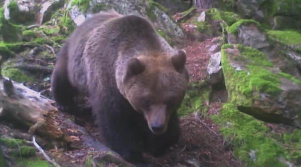 ce a facut un urs cand a descoperit camera de monitorizarce a facut un urs cand a descoperit camera de supraveghere instalata intr o padure din caras se instalata intr o padure din caras severin video