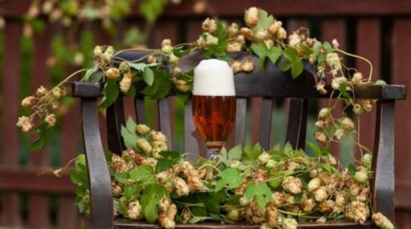 uda plantele cu cea mai ieftina bere afla cat de utila este pentru culturile di gradina