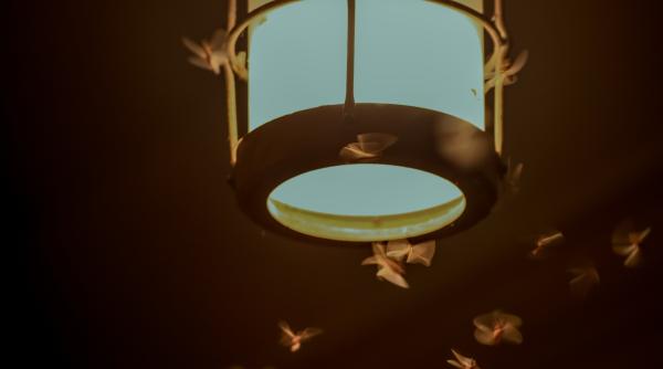 bucurestiul invadat de insecte elena iulia iorgu entomolog exista tot felul de solutii asa le putem indeparta