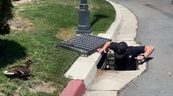 emotionant imaginile cu un cuplu care salveaza opt pui de rata dintr o canalizare au ajuns virale instinctul meu de mama nu m a inselat video