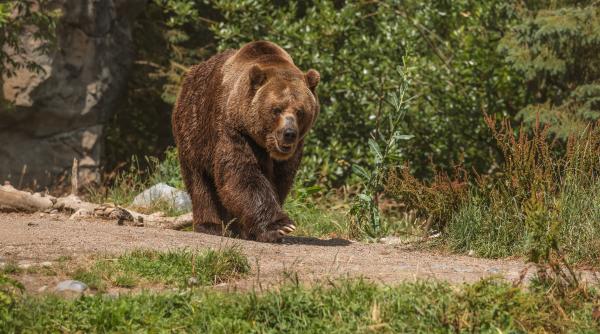 comuna din romania in care se strang semnaturi pentru impuscarea ursilor petitie catre ministerul mediului