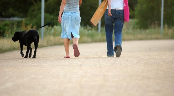 de ce nu trebuie sa ti plimbi cainele dimineata devreme