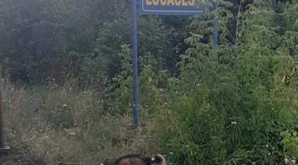 cand omul sfinteste locul halta din romania in care trenul opreste doar pentru catei