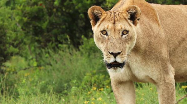 daca in romania ursii ameninta capitala in berlin o leoaica este in libertate