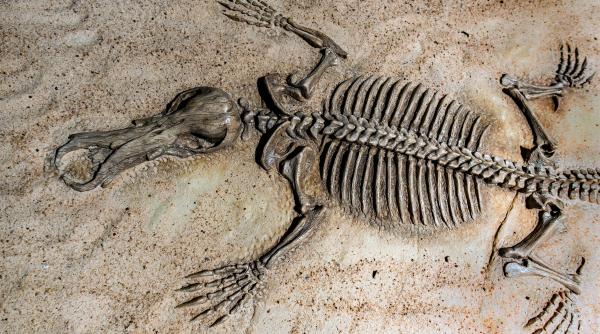 descoperire impresionanta lupta dintre un animal misterios asemanator unei pisici si un dinozaur de trei ori mai mare pastrata intr o fosila foto