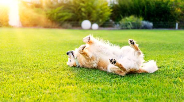 stiai ca atunci cand se linge cainele isi consuma toata vitamina d de ce e bine sa doarma in soara