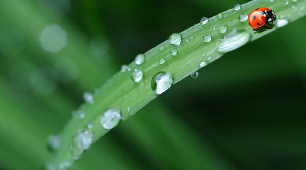 traditii si obiceiuri de sfantul ilie ce este vindecarea cu roua