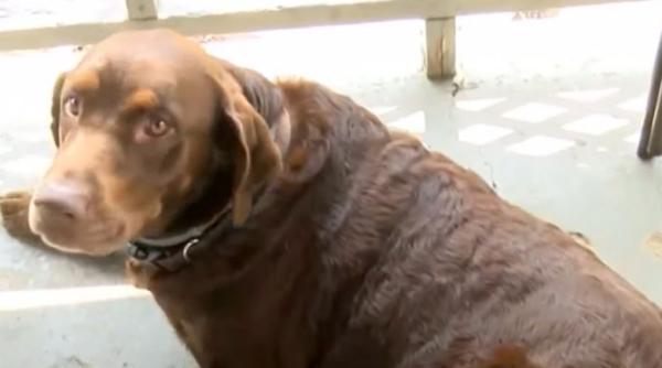 caine recompensat cu 2 000 de dolari dupa ce a ajutat la prinderea unui evadat periculos ce au facut cu banii stapanii eroului necuvantator