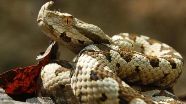 sfat de calatorie unde poate fi intalnita vipera cu corn cel mai periculos sarpe din romania