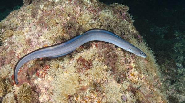 un peste care ar prevesti cutremurele a fost descoperit in taiwan