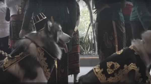 o nunta de lux organizata pentru doi caini a pus pe jar indonezia este o sfidare