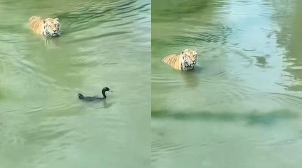 imagini care iti ingheata sangele in vene un tigru inoata alaturi de o rata sub privirile inmarmurite ale oamenilor ce a facut felina cand pasarea s a scufundat video