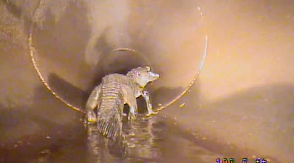 legendele urbane cu aligatorii din canalizari sunt adevarate ce au surprins camerele de filmat intr o conducta video