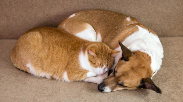 pot sa tin si caine si pisica in aceeasi casa cum ii ajutam sa se imprieteneasca