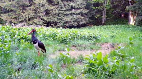 o barza neagra aparitie rara in parcul natural apuseni