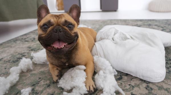 de ce sa nu strigi niciodata la cainele tau