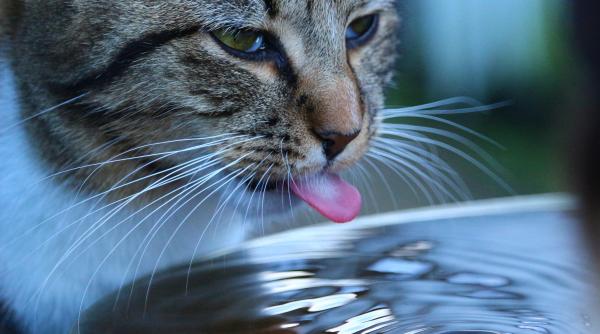 imaginile care au topit internetul o pisicuta a fost salvata in ultima clipa inainte sa moara de epuizare termica