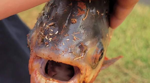 unde a fost descoperit pestele cu dinti de om foto