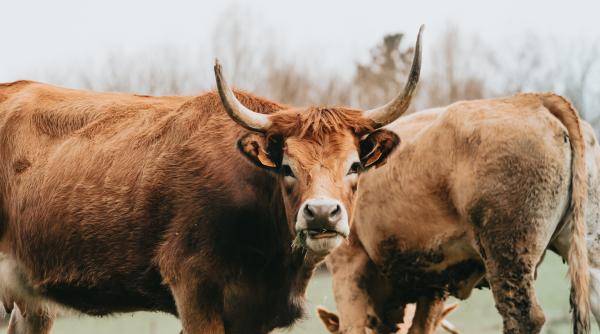 productia de carne pusa in pericol de ue din cauza poluarii dar comisia negociaza importuri din america de sud carmen avram a fost o batalie crunta