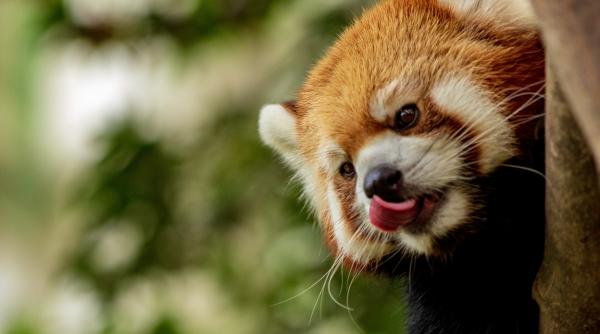 o gradina zoologica din china e acuzata ca imbraca oamenii in animale si ii expune in custi video