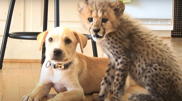 prietenia dintre un caine si un ghepard a socat intreg internetul video