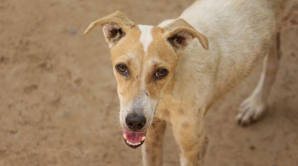 proiect de lege care elimina obligatia de a steriliza cainii de rasa comuna daca au stapan principalul pericol din doi caini nesterilizati pot iesi 67 000 de caini in sase ani