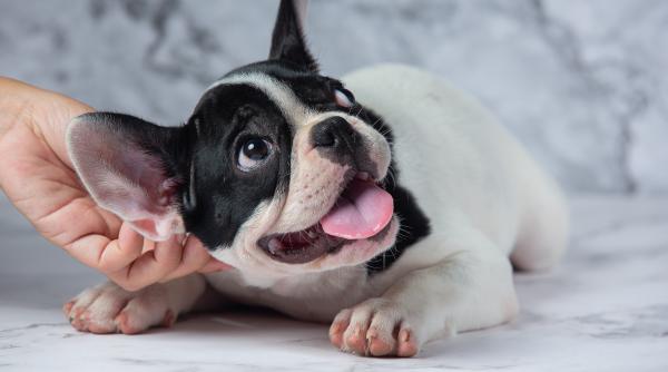 alimentul care se gaseste in fiecare casa si e toxic pentru caini care sunt simptomele intoxicatiei si ce trebuie sa faci