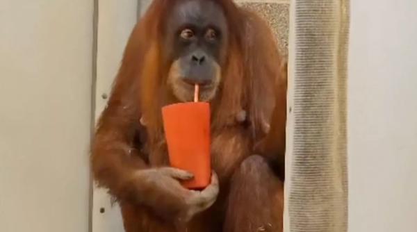 ceaiurile pentru femei insarcinate fac minuni si in cazul urangutanilor asa a scapat de greturi o femela gestanta pentru care nu a functionat niciun medicament