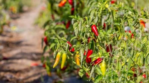 dupa un astfel de tratament recolta ardeilor va fi de zece ori mai mare trucul gradinarilor