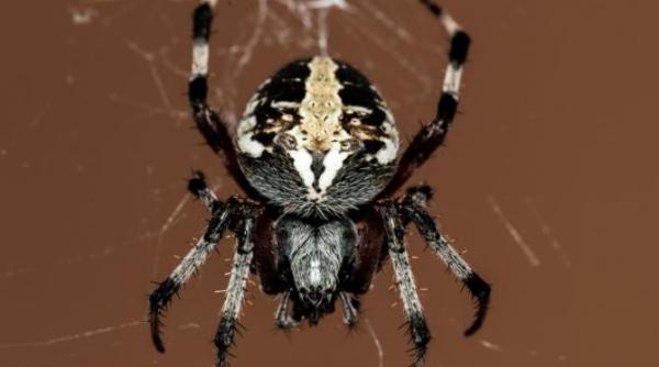 ideea ca inghitim paianjeni in somn demontata de experti dupa ce un britanic s a plans ca a fost intepat in gat