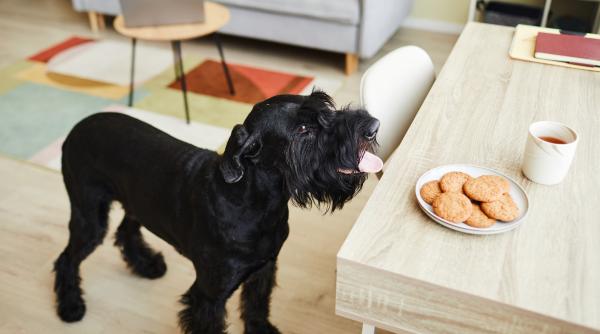 cum sa ti dezveti cainele sa mai cerseasca la masa