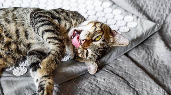 nu te lasa pisica sa dormi noaptea iata ce poti face