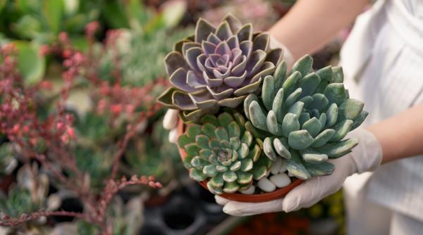 plante suculente in gradina cum se planteaza de ce sa tii cont