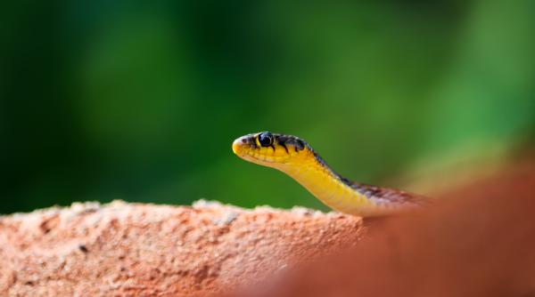 un copil de 13 ani din suceava a fost muscat de o vipera in curtea casei minorul fost transportat imediat la spital