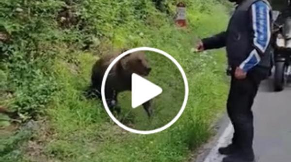 un motociclist curajos a fost la un pas de tragedie dupa ce a dat de mancare unui urs pe transfagarasan video