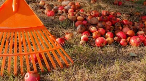 iata ce se va intampla daca lasi sub copac merele cazute problemele sunt inevitabile