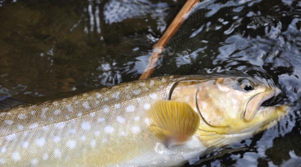 captura uriasa in romania a fost prins un pastrav de un metru foto