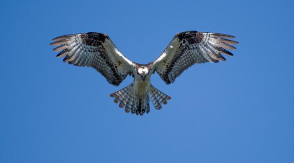 o femeie a fost atacata de un sarpe si de un soim in acelasi timp auzind povestea medicul a intrebat o daca a consumat droguri