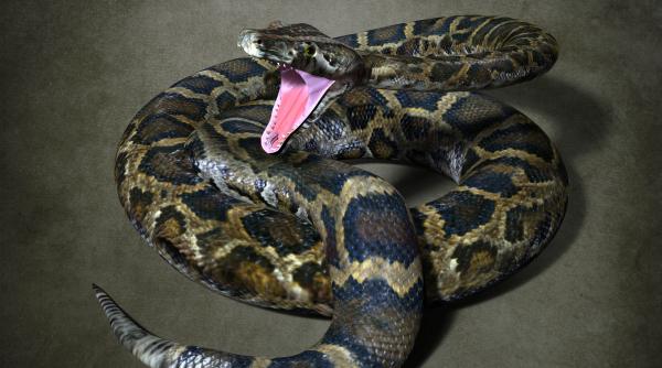 tudor ciuhodaru ghid pentru muscaturile de sarpe toti ar trebui sa stim asta