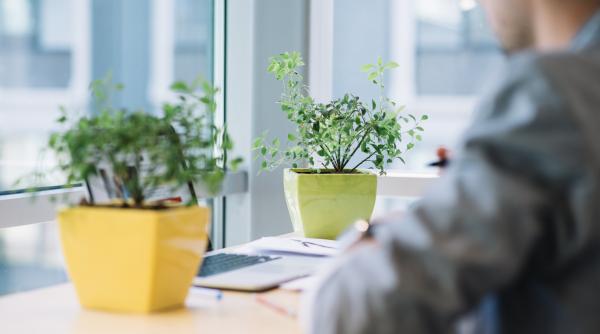 cum te ajuta plantele sa fii productiv la munca o spun specialistii