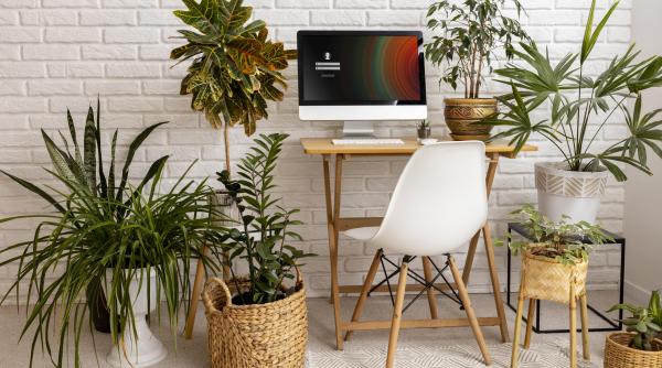 de ce ar fi bine sa existe plante de interior la locul de munca sefii ar trebui sa stie asta