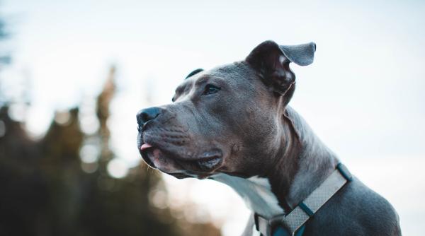 o femeie a fost muscata de un caine langa bucuresti victima e inconstienta