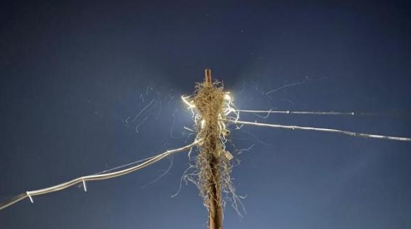 bucurestiul plin de insecte nocturne explicatia primariei bucuresti