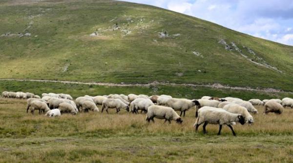 bulgaria a deschis prima academie pentru ciobani
