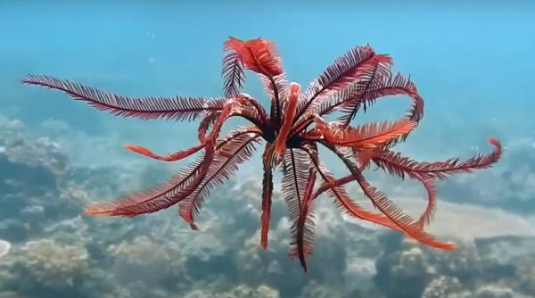 stea de mare cu pene descoperita in antarctica